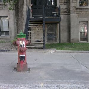 Montréal, les caribous et moi