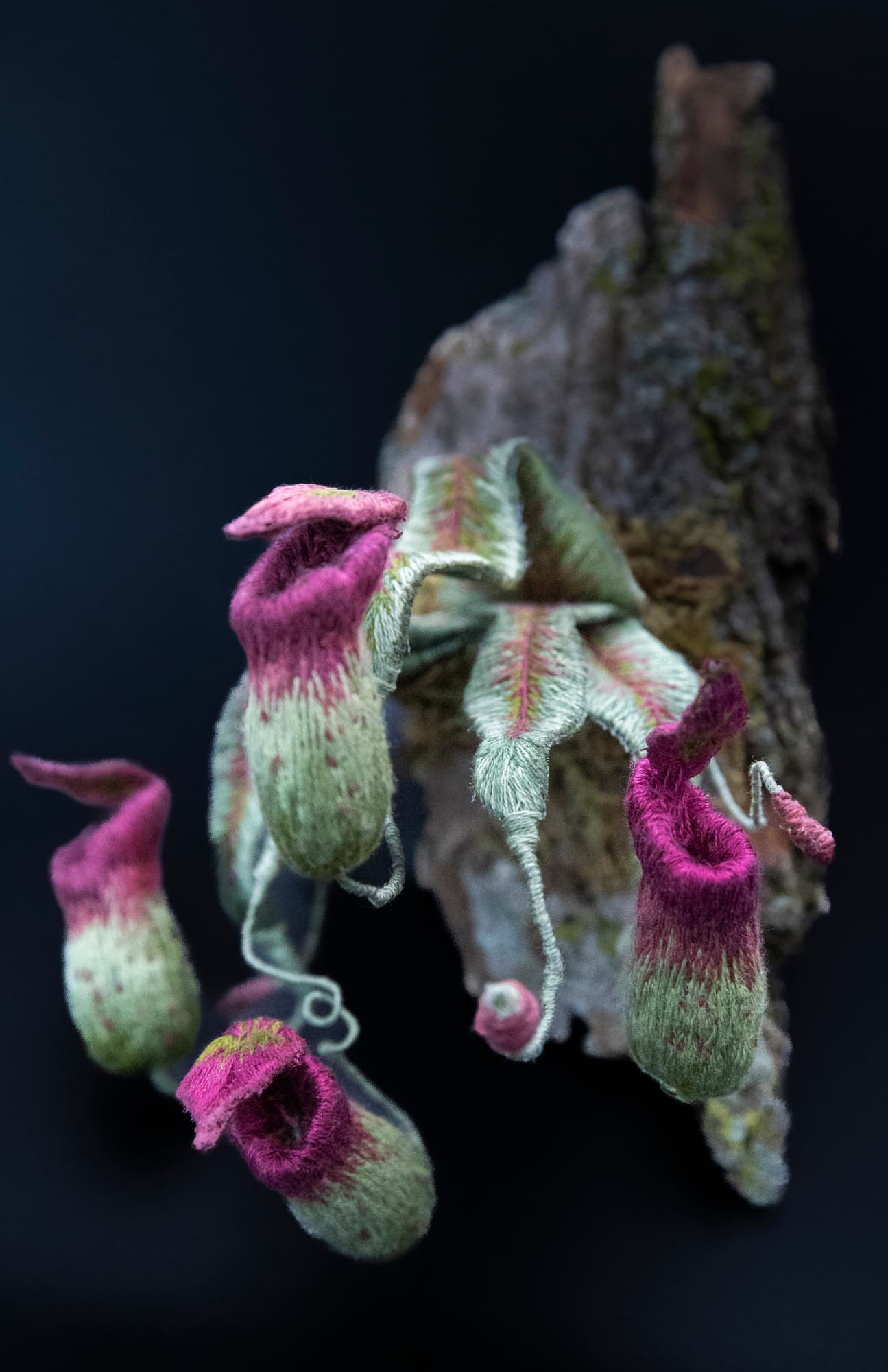 Nepenthes