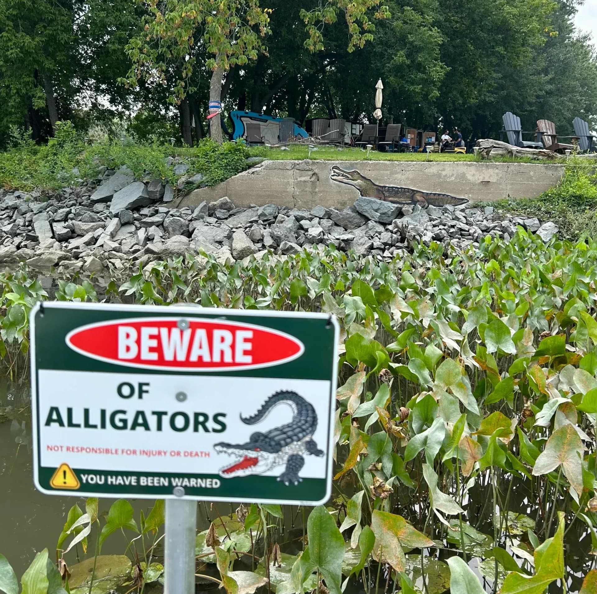L’alligator des îles de Sorel