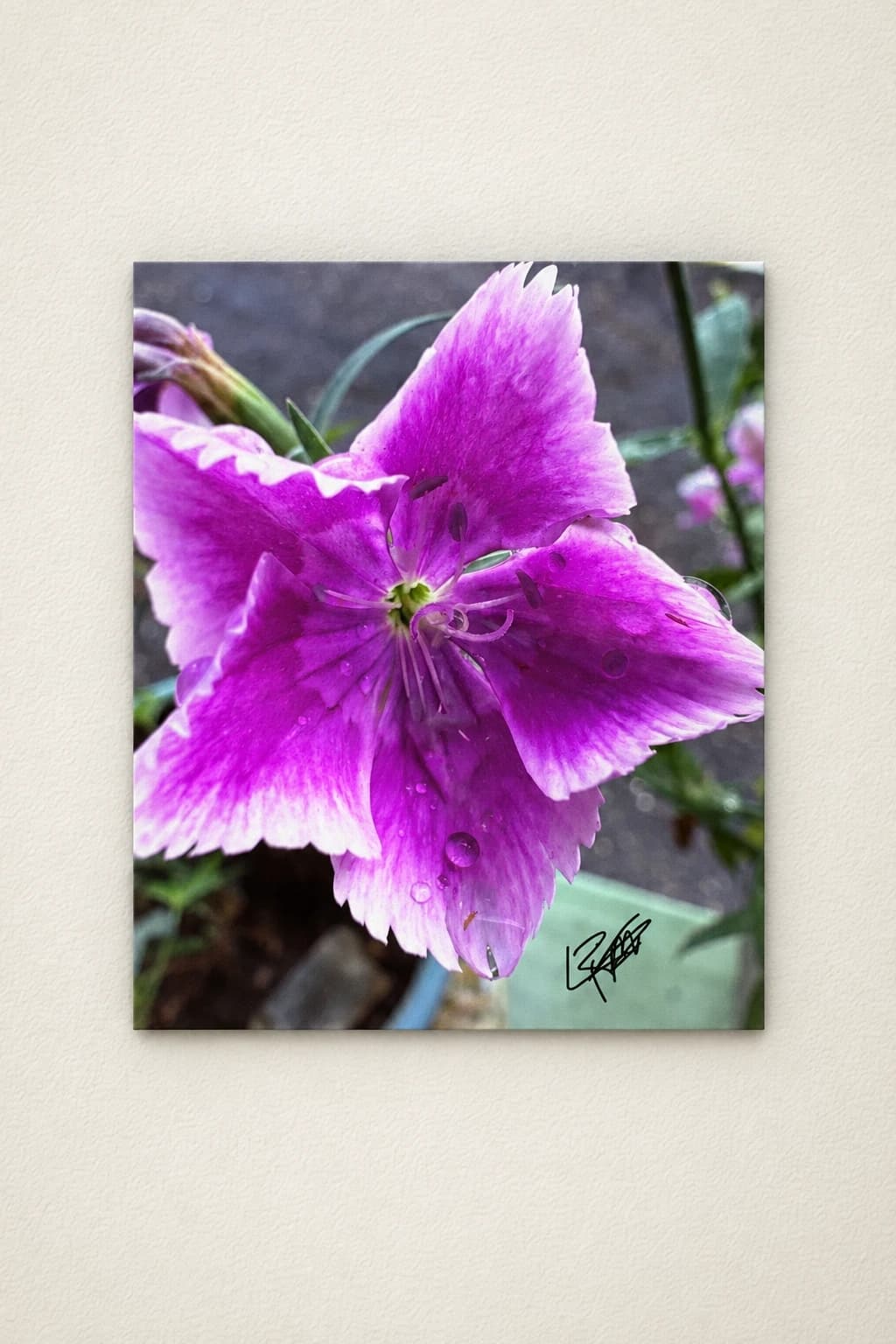 Passion violette - Lawrence J. Rivera III
