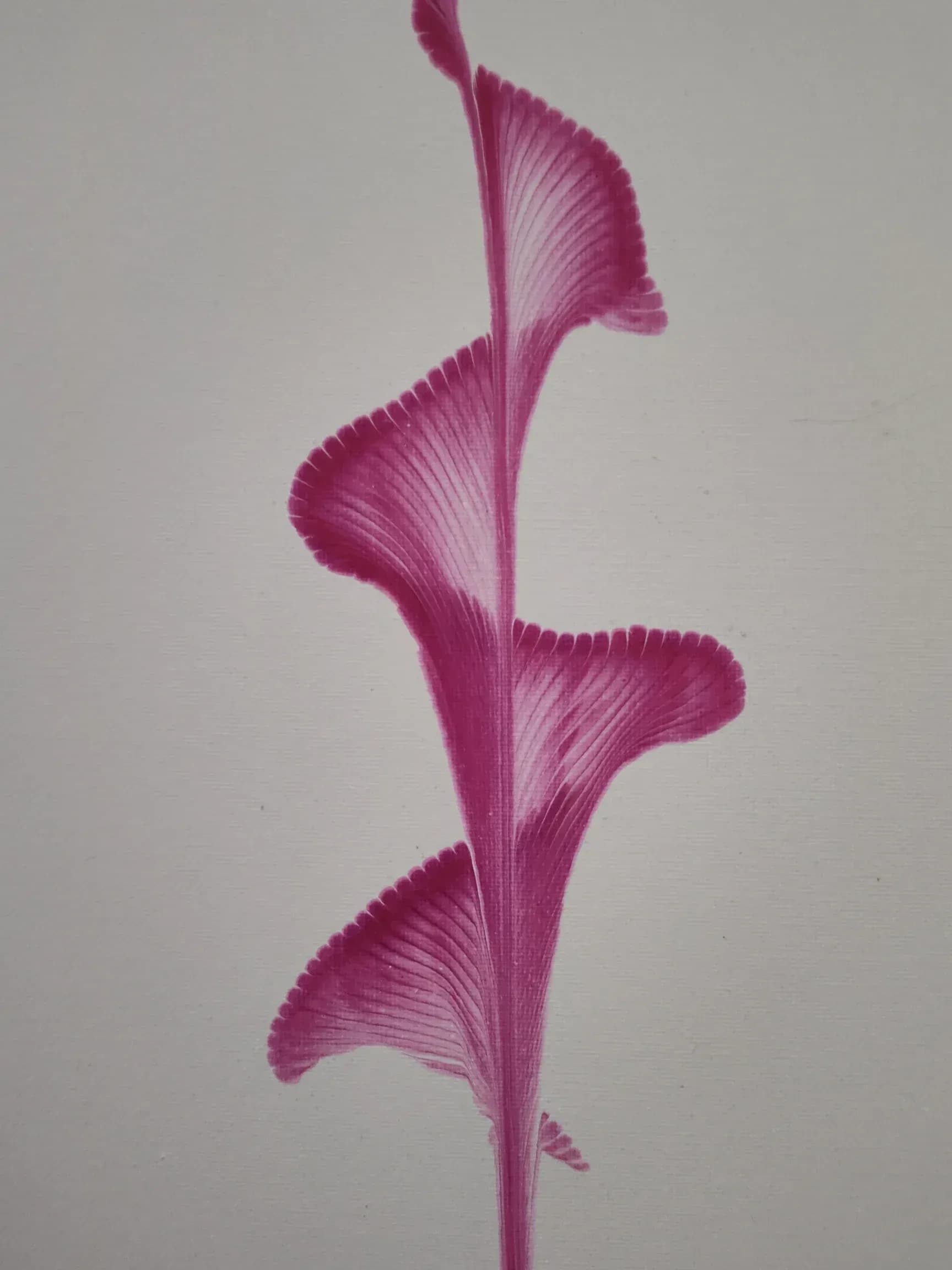 Pink Flower