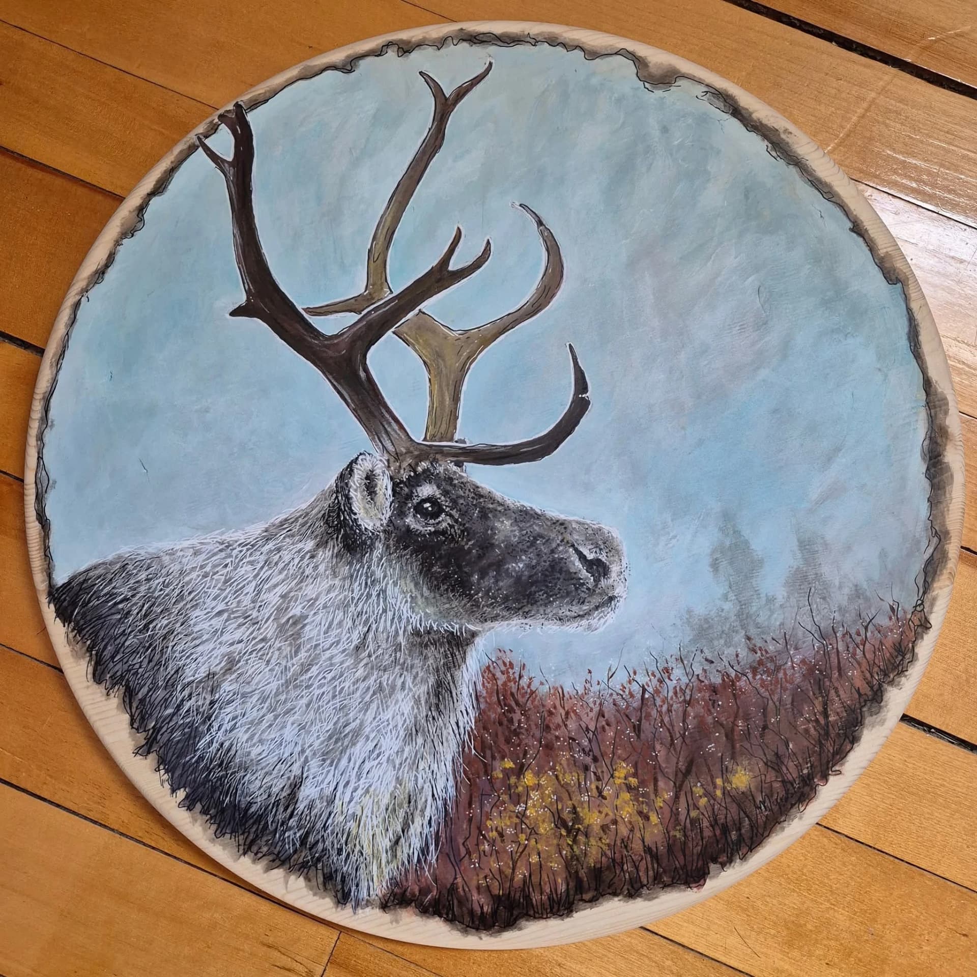 Portrait de caribou - Maristine