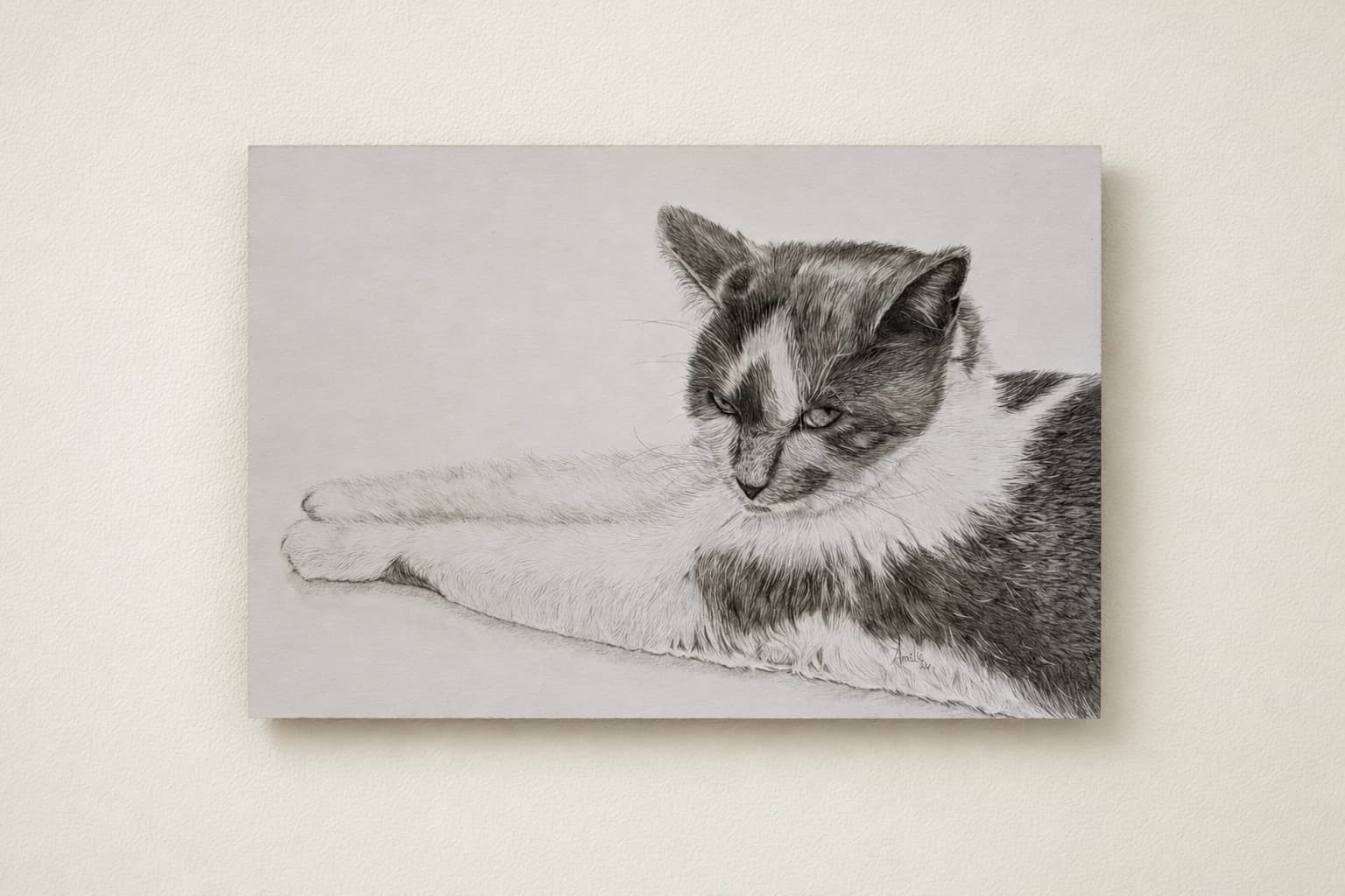 Le chat blanc et noir