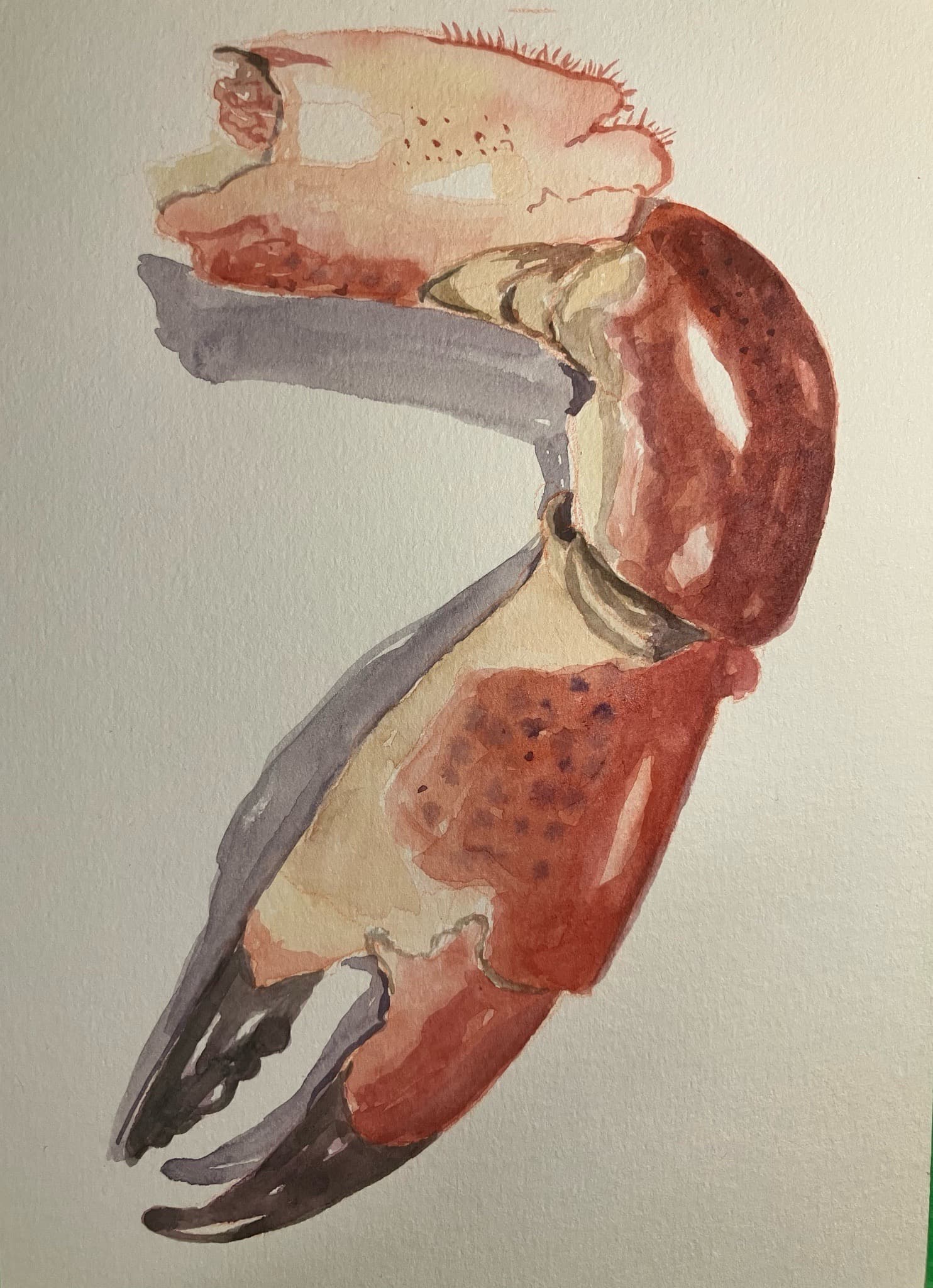 Artist-Pince de Crabe