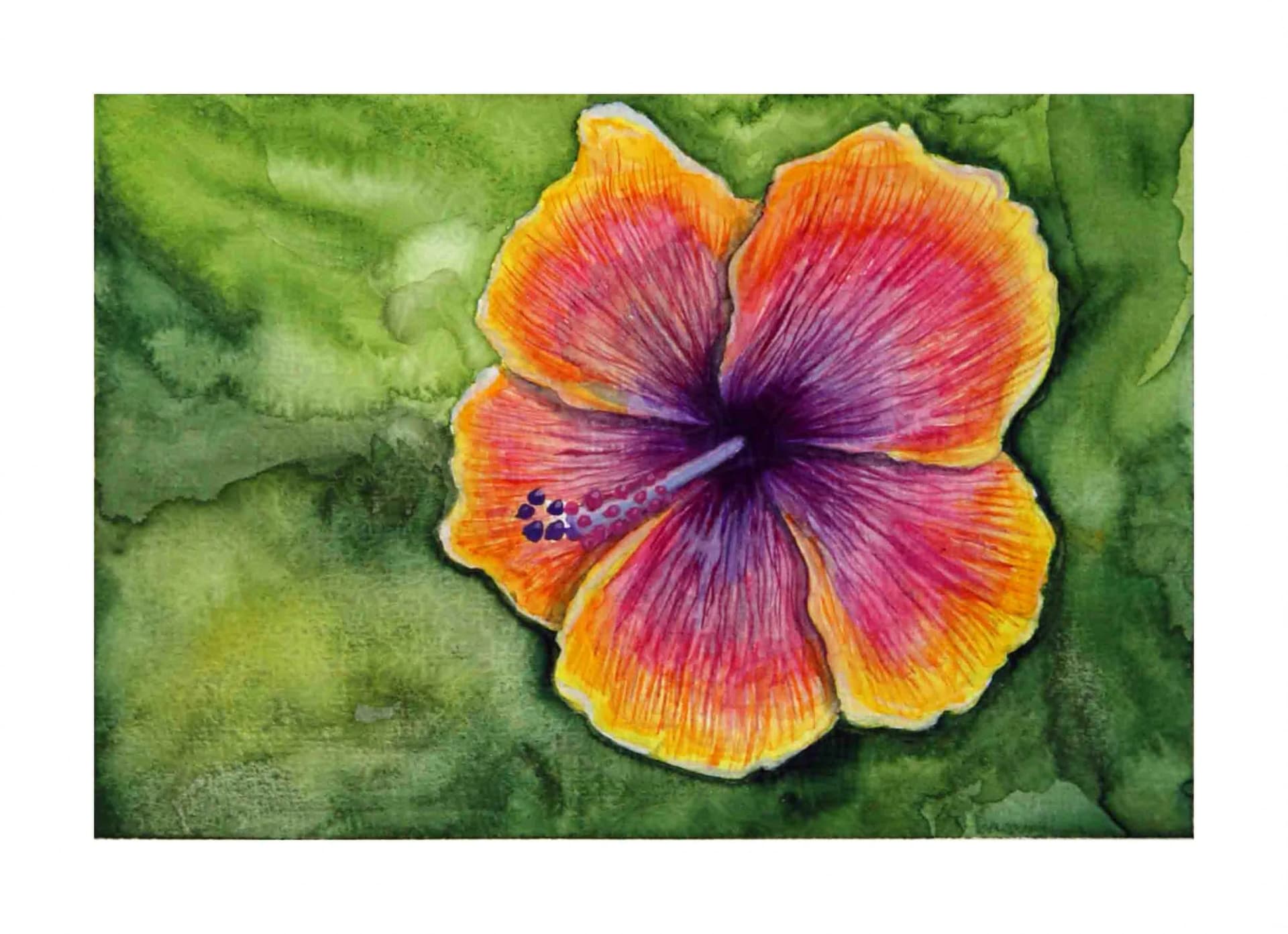 Hibiscus