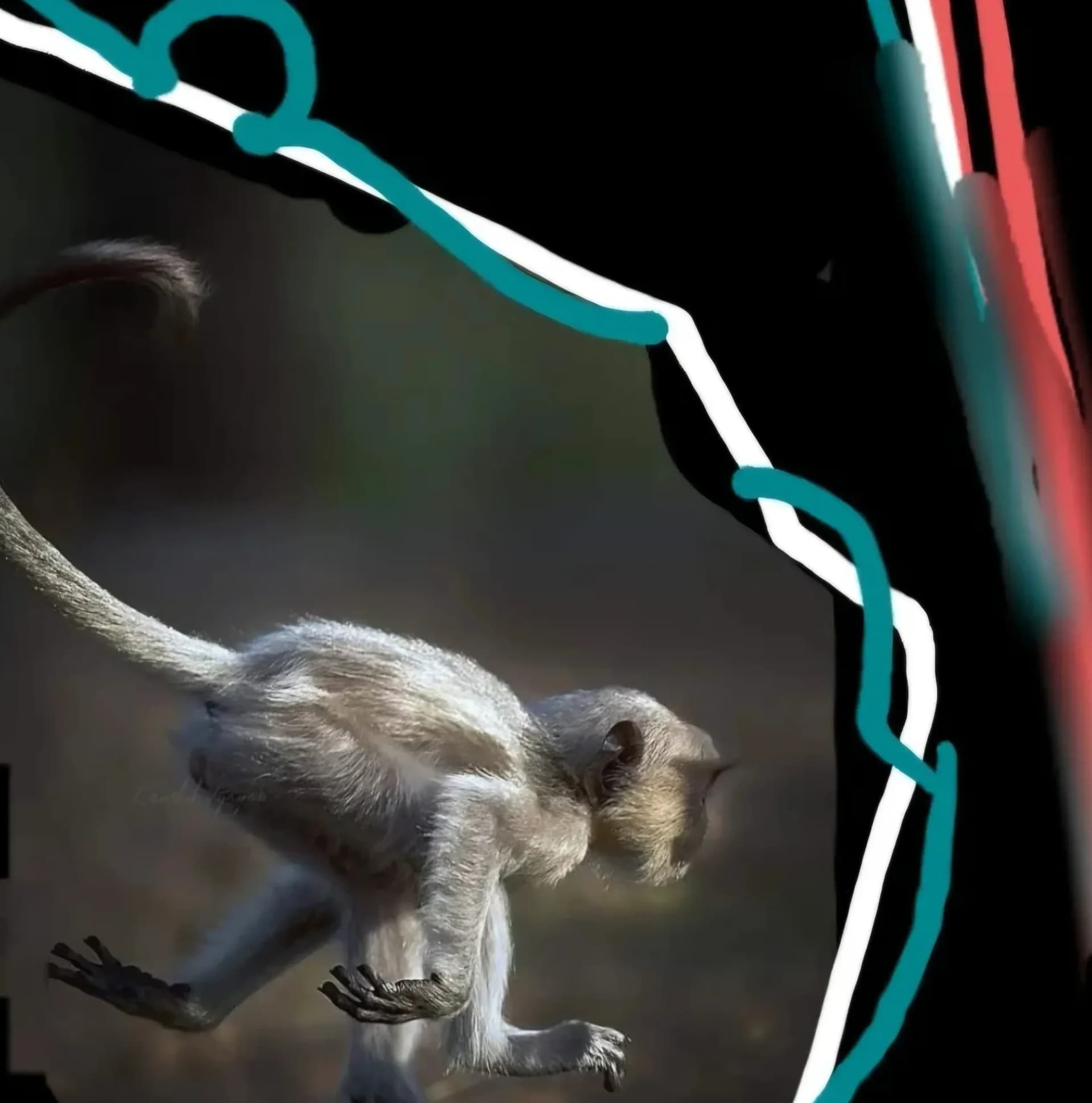 Monkey Go