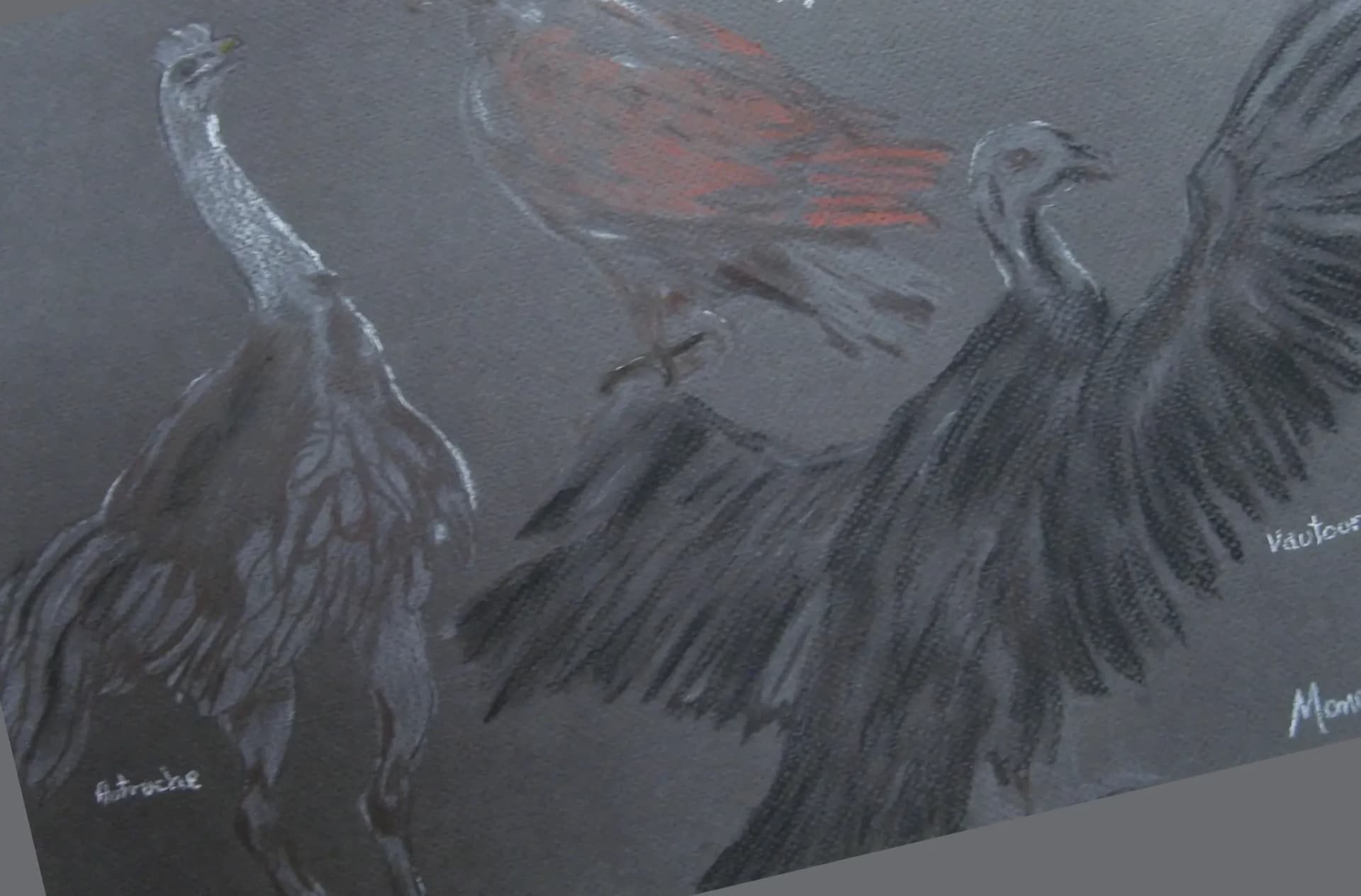 Oiseaux