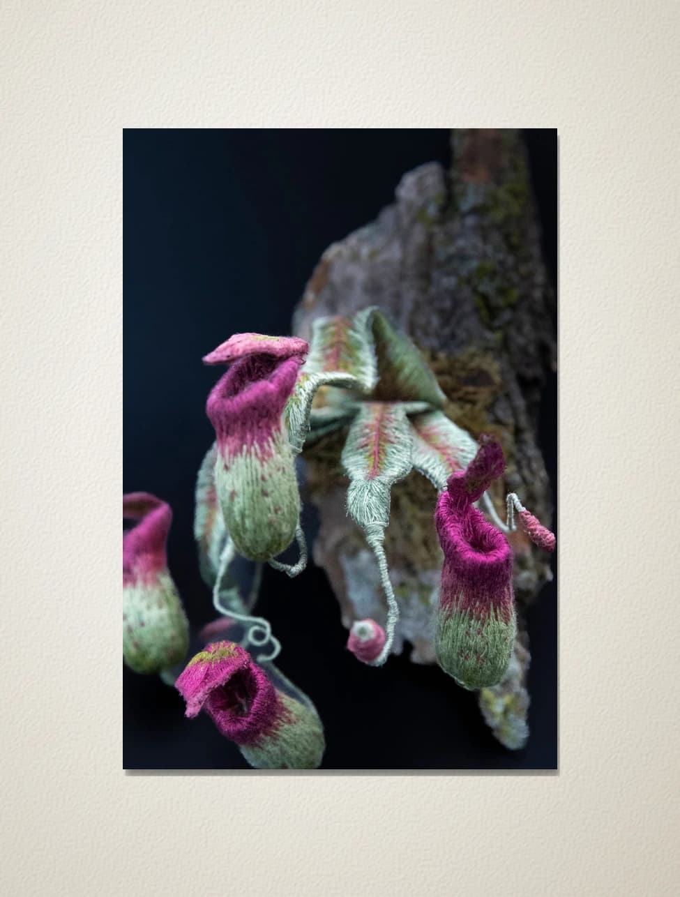 Nepenthes