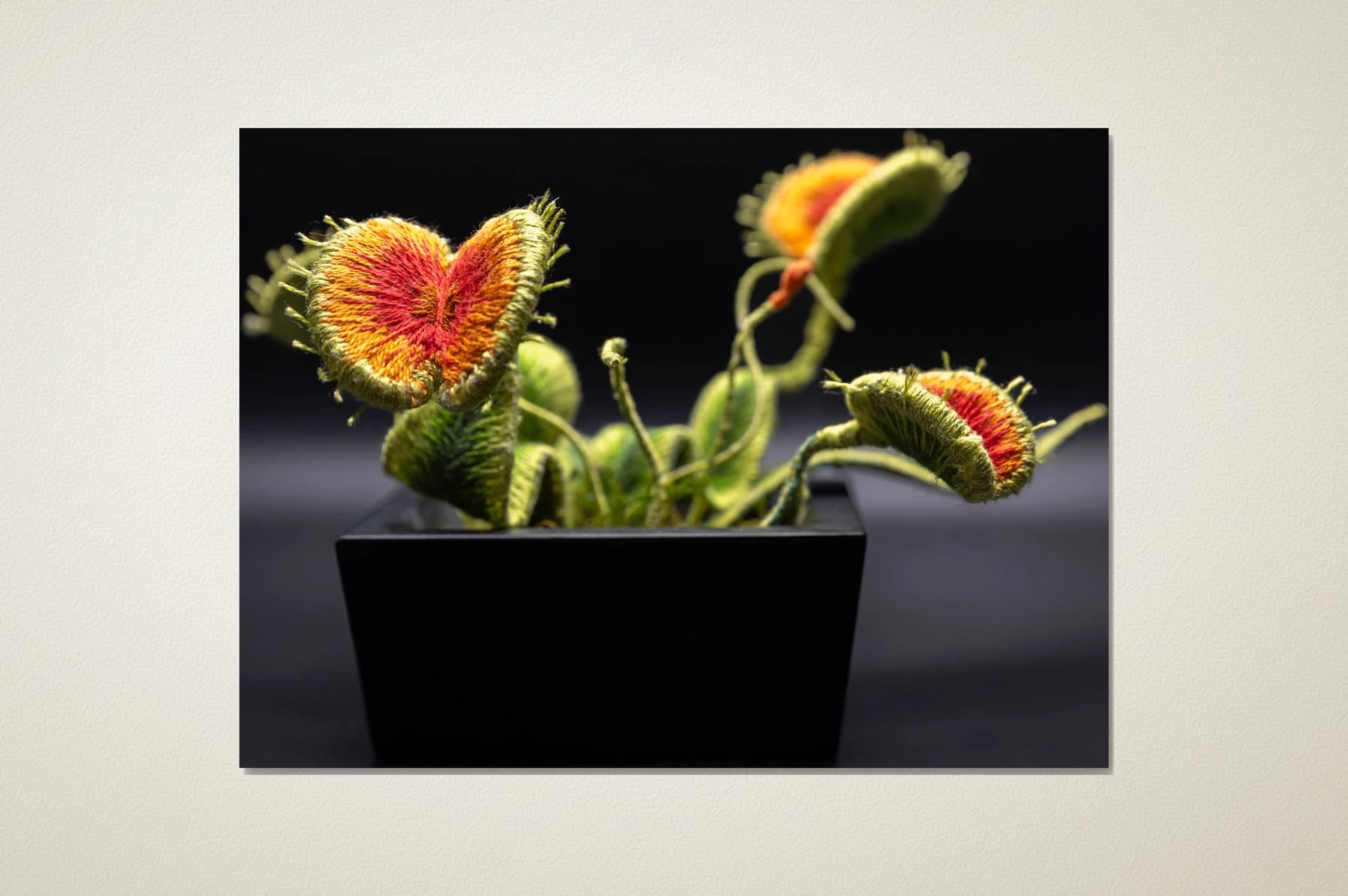 Venus flytrap