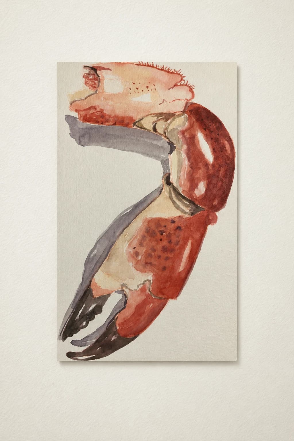 Crab Claw