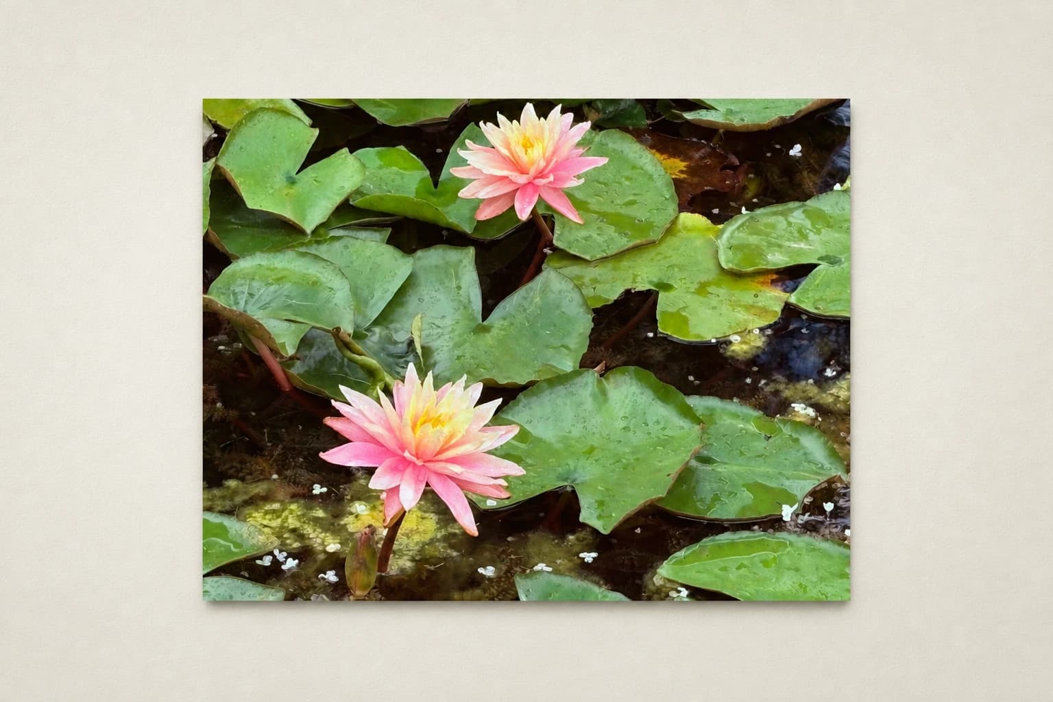 Lilly’s Pad
