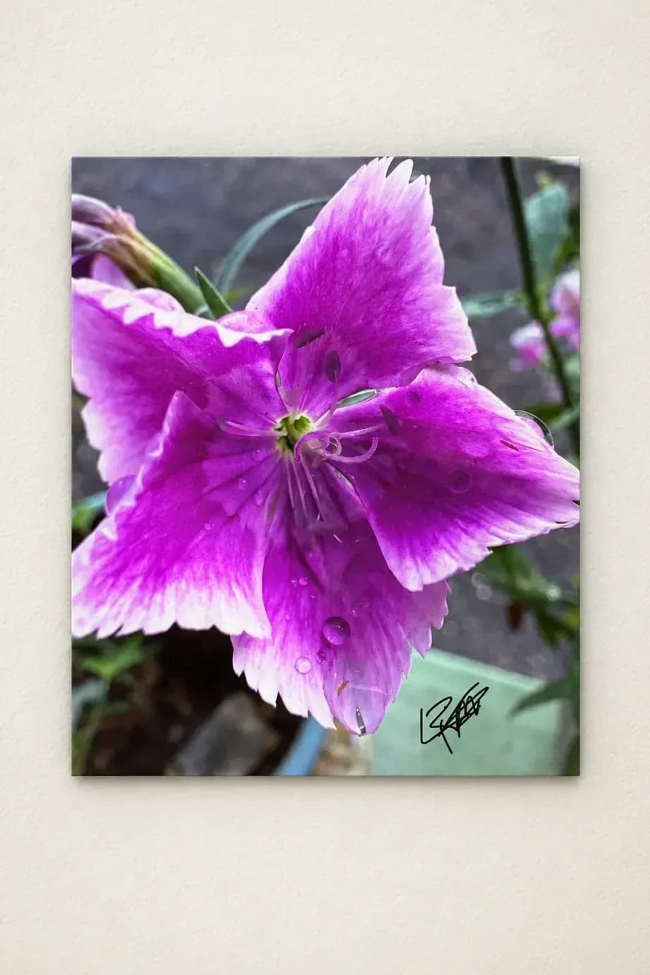 Purple Passion