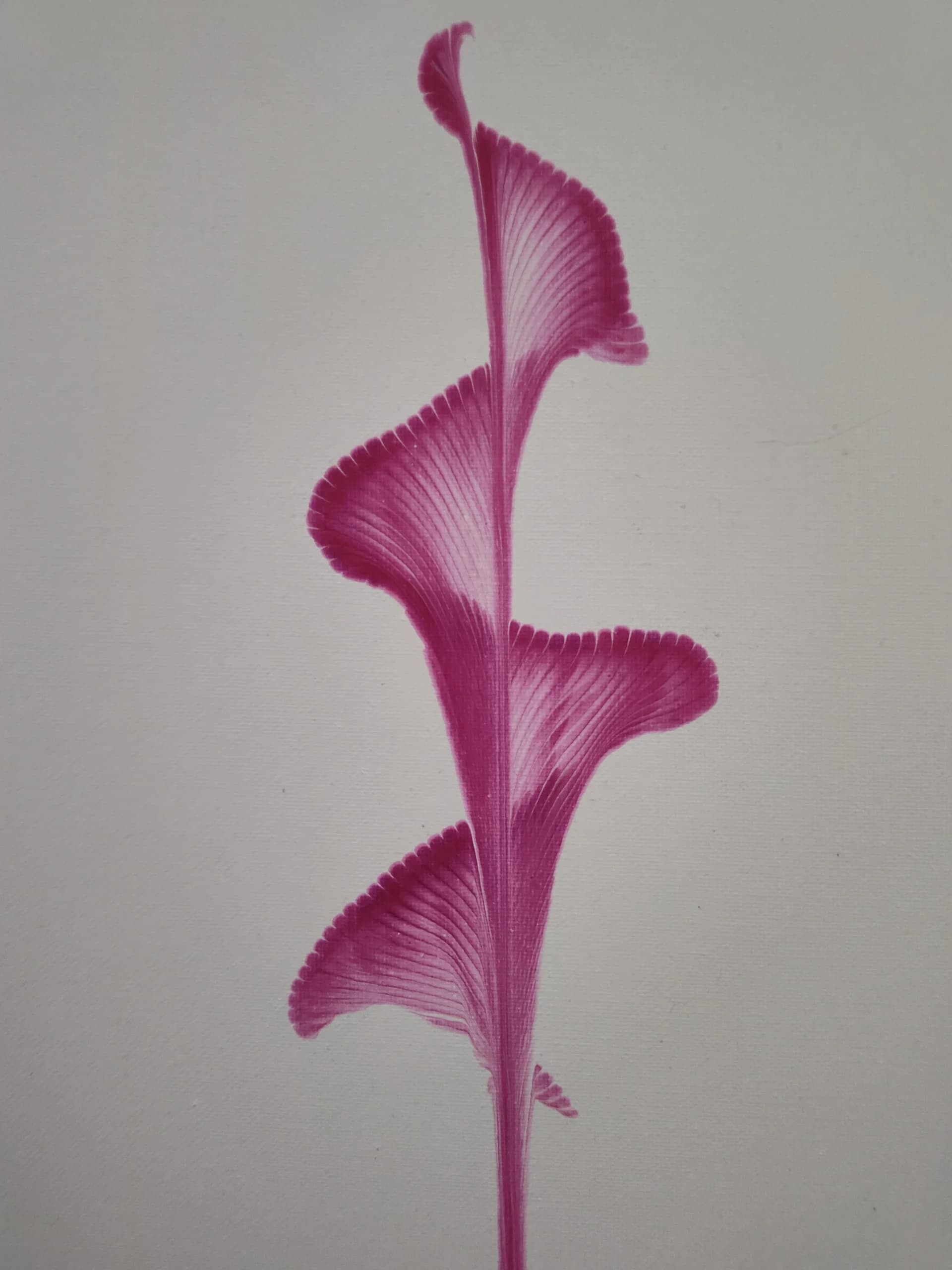 Pink Flower