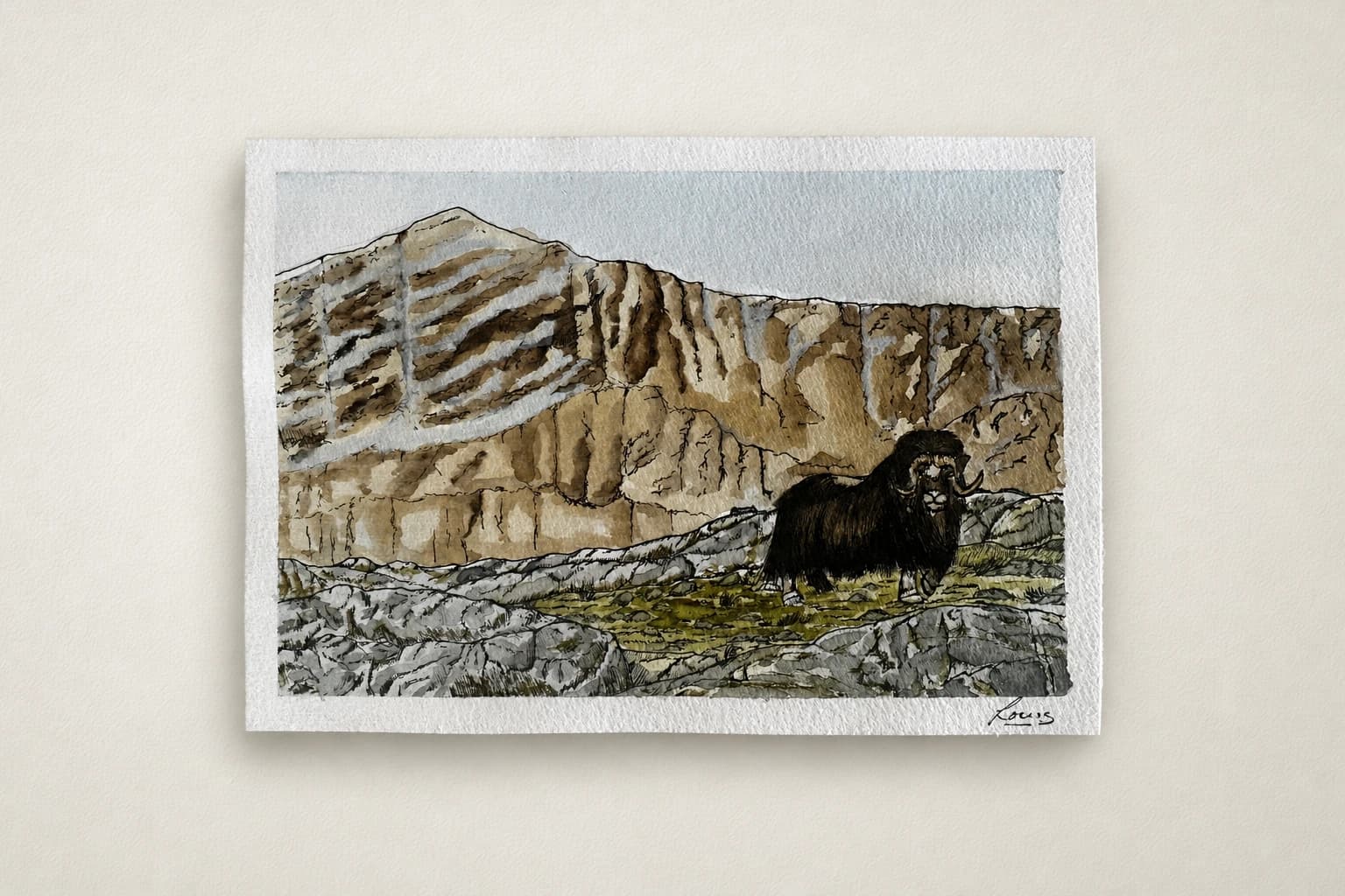 Muskox