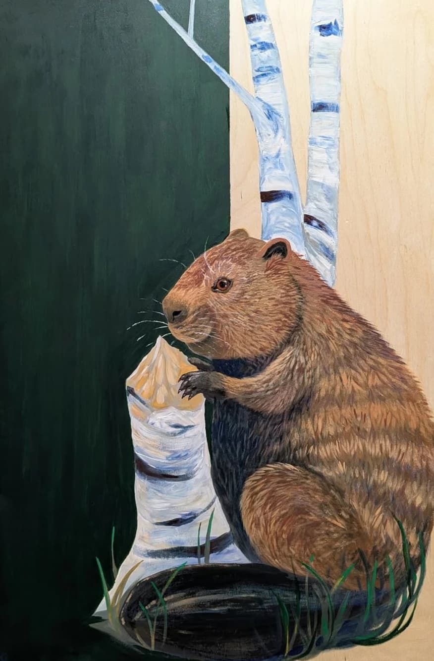 Castor près des bouleaux