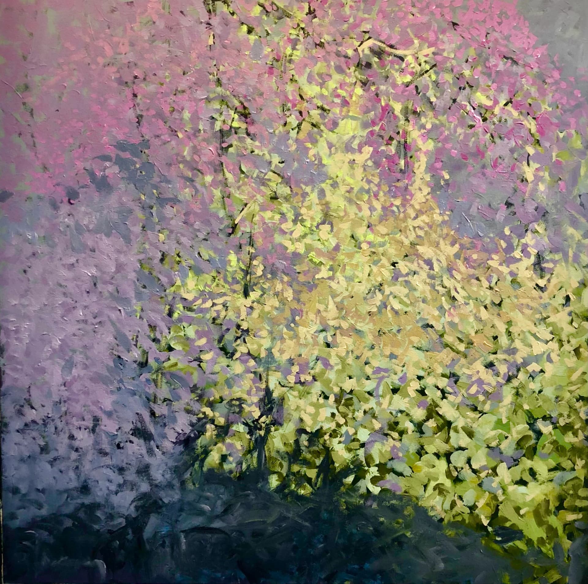 Forsythia