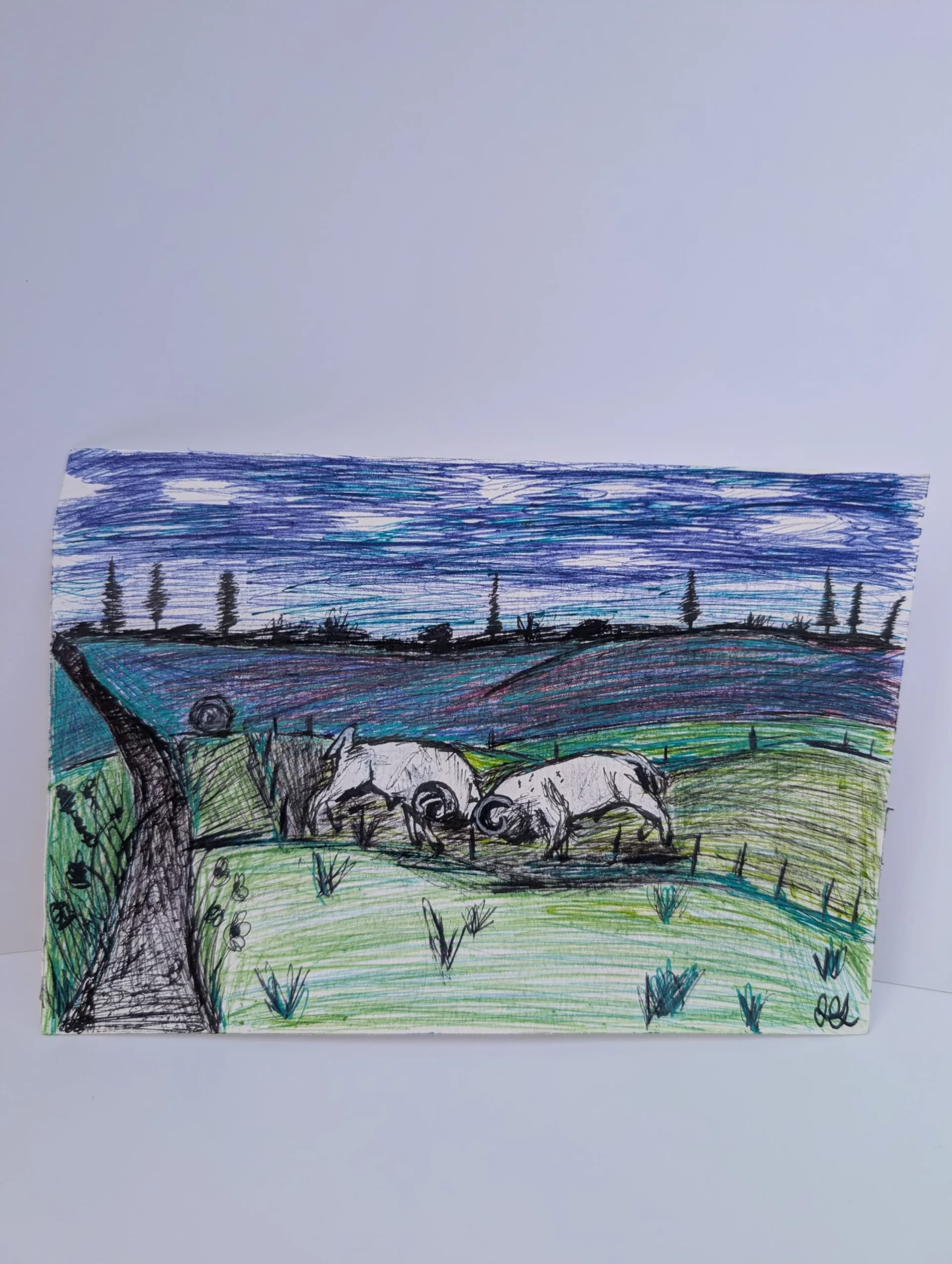 Combat de Mouflons dans la Prairie